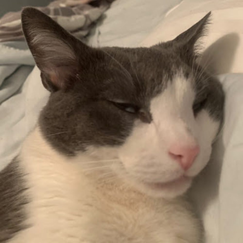 Meet your Posher, Kitti